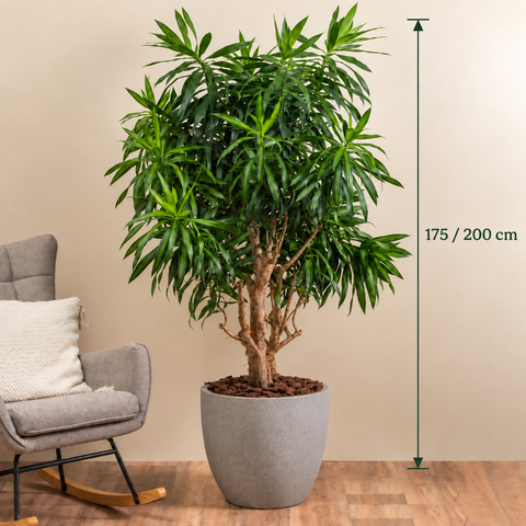 Silky Dracaena
