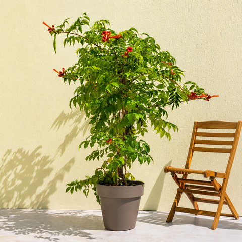 Chinese Trumpet Vine