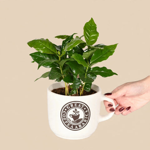 Coffea Arabica