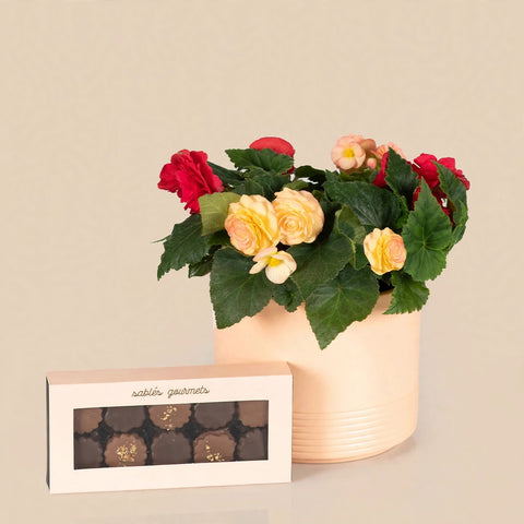 Colorful Begonias