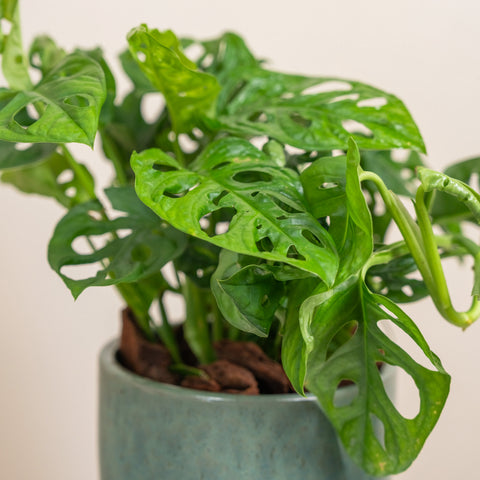 Compact Monstera