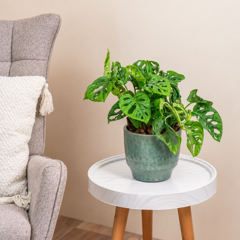 Compact Monstera