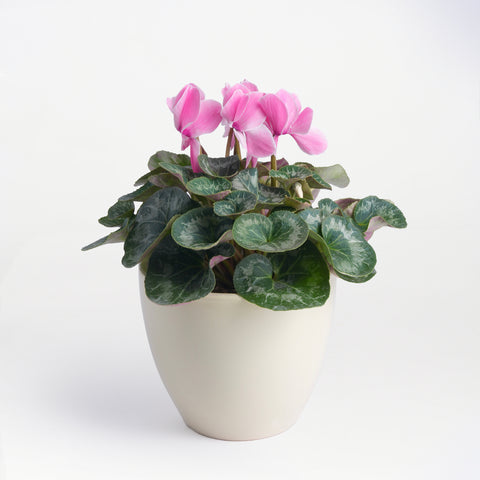 Cyclamen Serenade