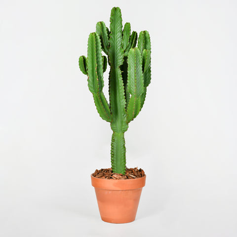 Desert Giant
