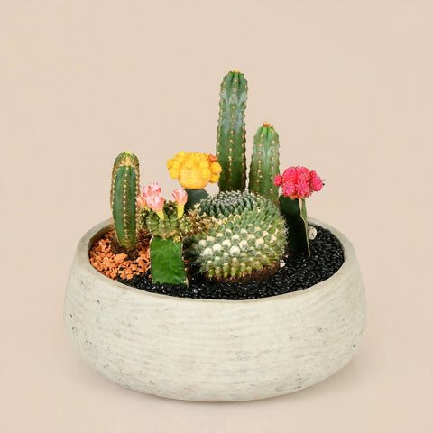 Desert Bloom