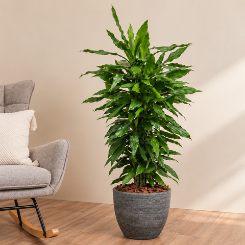 Dracaena Flow