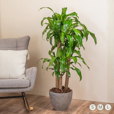 Dracaena Joy