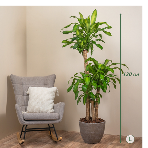 Dracaena Joy
