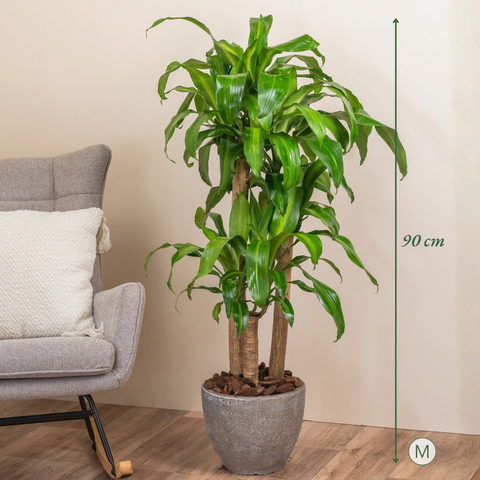 Dracaena Joy
