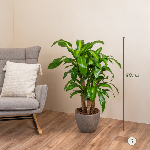 Dracaena Joy