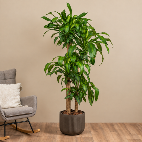 Dracaena Joy