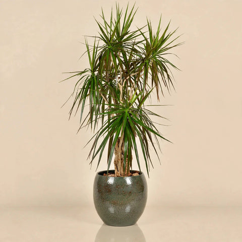 Dragon Tree