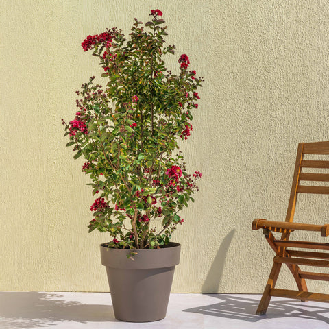 Dwarf Crepe Myrtle