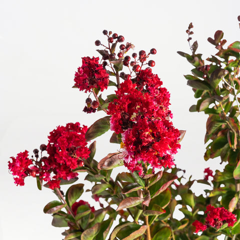 Dwarf Crepe Myrtle