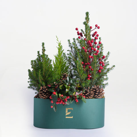 Evergreen Forest Box