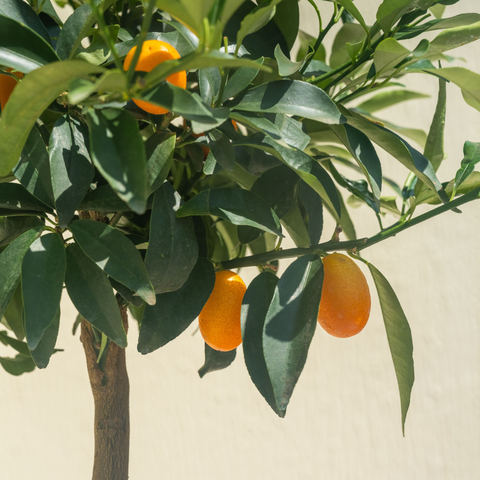 Dad's Kumquat Tree