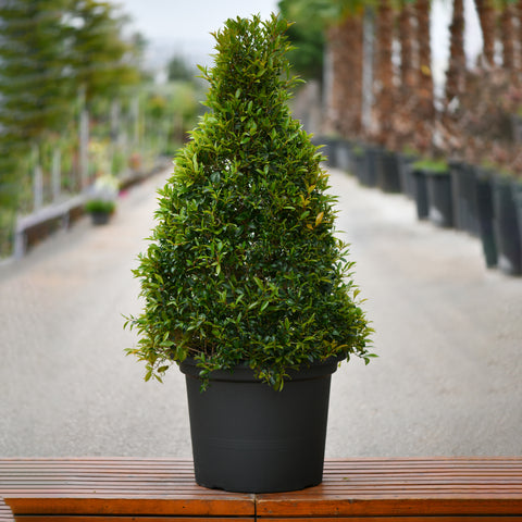 Eugenia Compacta Pyramid