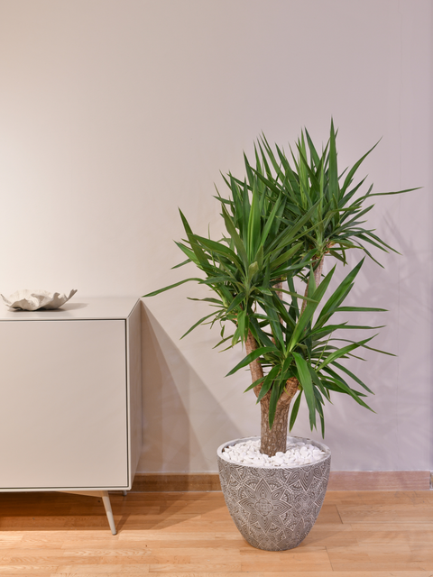 Large Plants, Big Impact