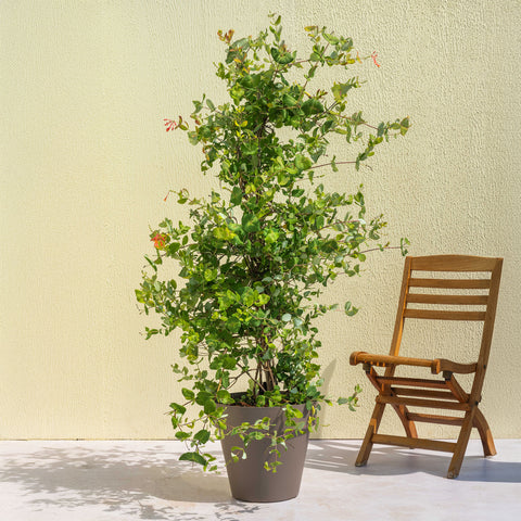 Goldflame Honeysuckle