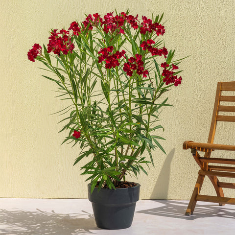Oleander Plant