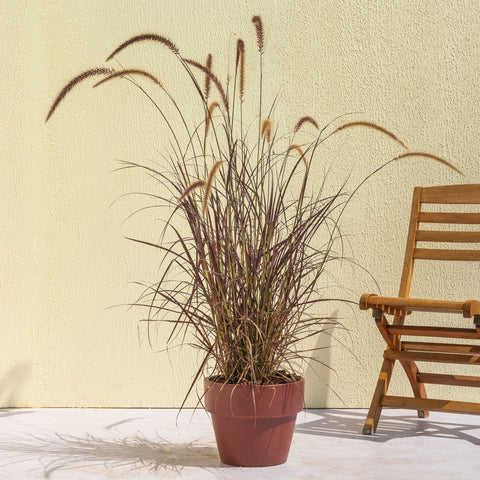 Purple Fountain Grass