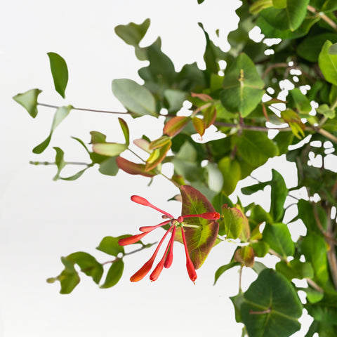 Goldflame Honeysuckle