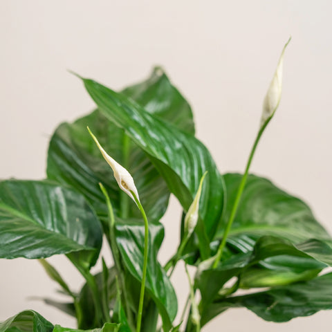 Peace Lily