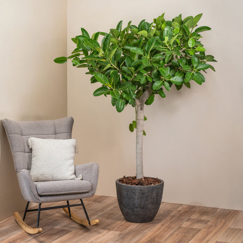 Gentle Ficus