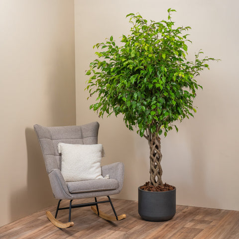 Ficus Charm