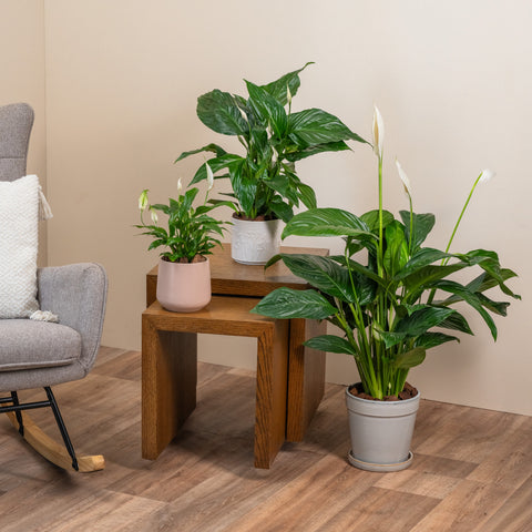 Peace Lily
