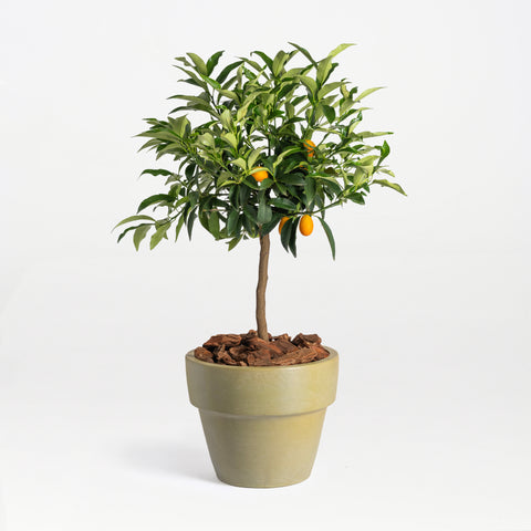 Dad's Kumquat Tree