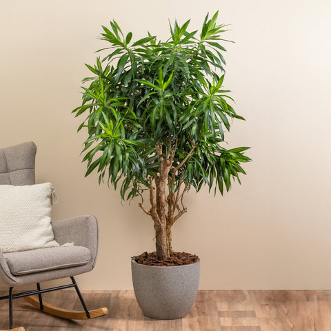 Silky Dracaena