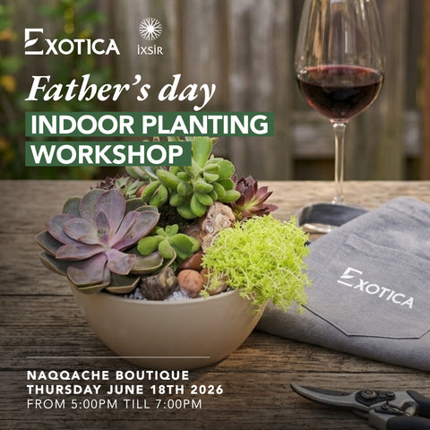 Father's Day - Indoor Planting Workshop