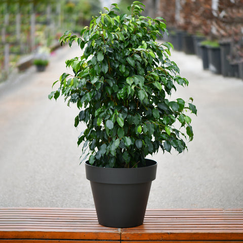 Ficus Benjamina Daniel