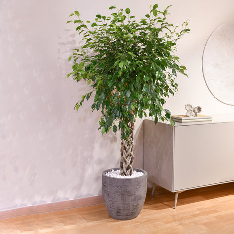 Ficus Charm