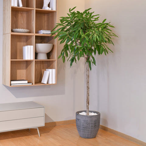 Ficus Forest