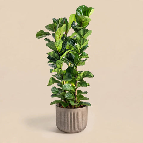 Ficus Fantasy