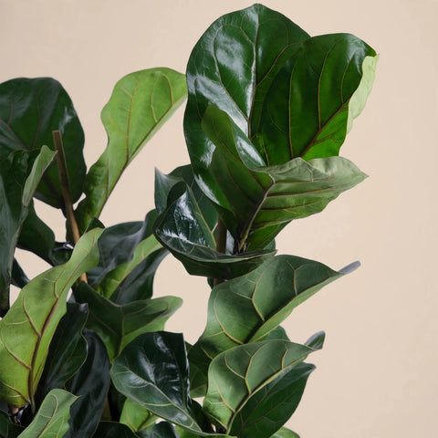 Ficus Fantasy