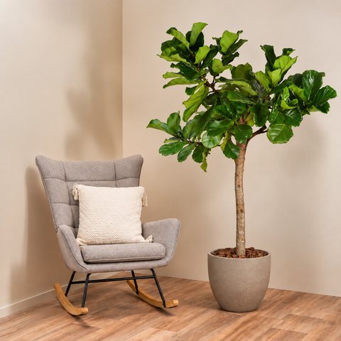 Ficus Tree