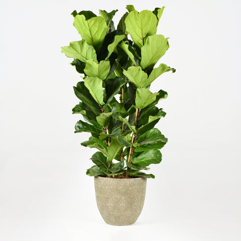 Fiddle Leaf