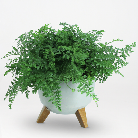 Forest Cloud Fern