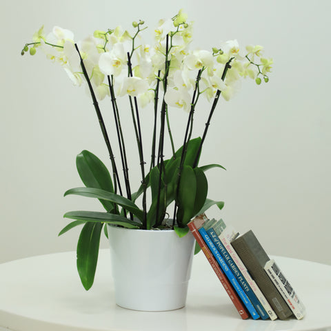 From All Y'Orchids