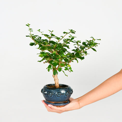 Fujian Bonsai