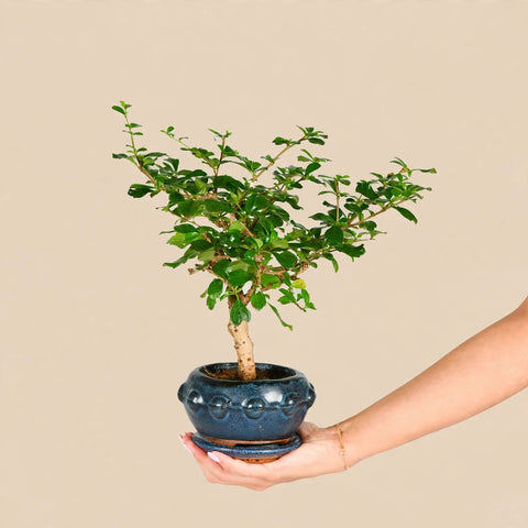 Fujian Bonsai