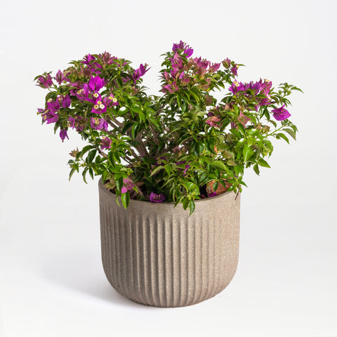Garden Grace