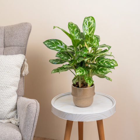 Green Thumb