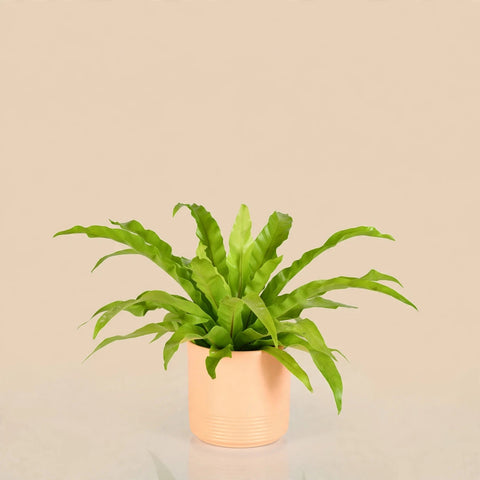 Green Reverie