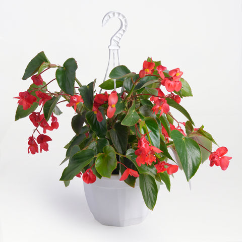Hanging Begonia