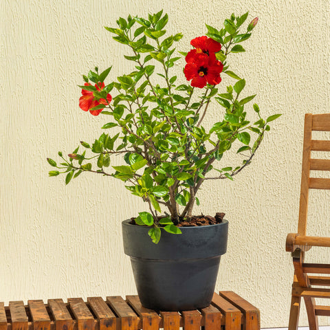 Hibiscus Tree
