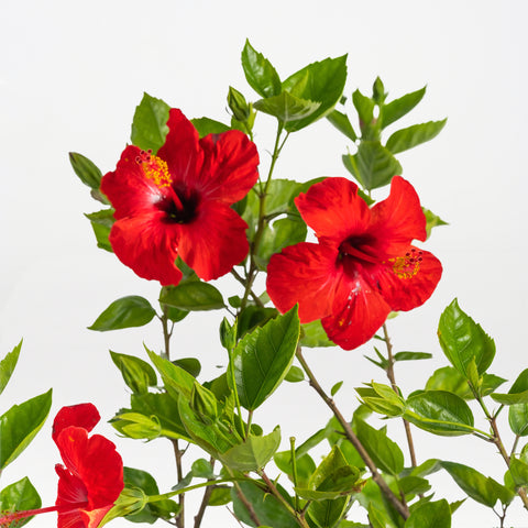 Hibiscus Tree